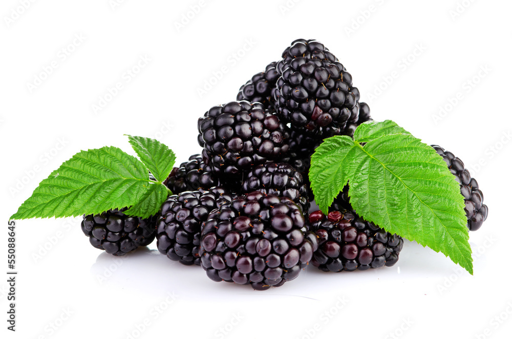 blackberry isolated on white blackberry isolated on white