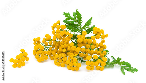 tansy flowers and leaves on a white background close-up