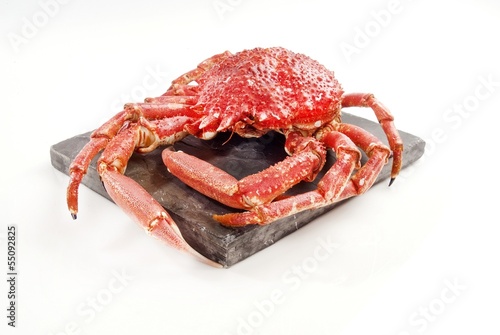 Wild Red Crab