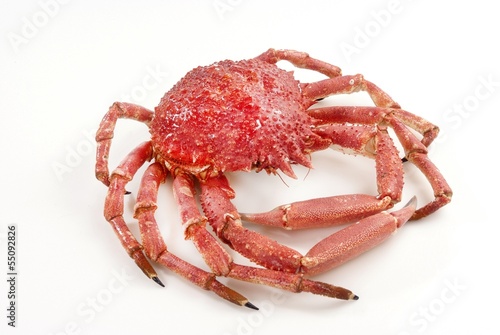Wild Red Crab