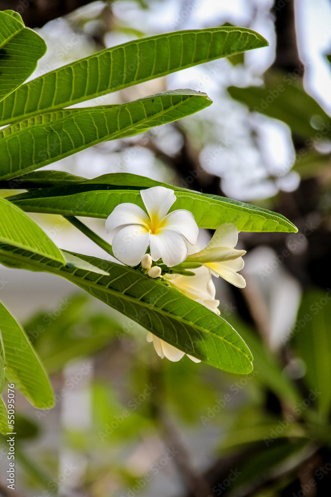 Obraz premium Plumeria obtusa