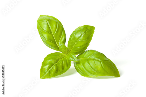 basil isolated