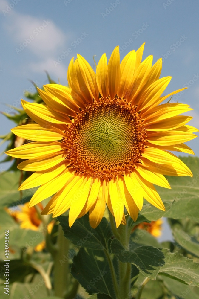 Closeup picture of a beautiful sunflower