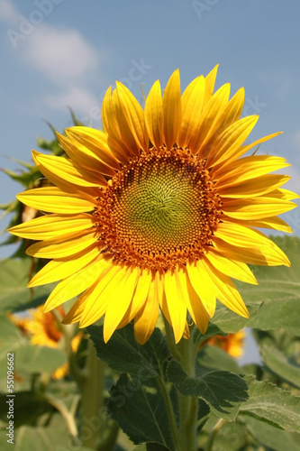 Closeup picture of a beautiful sunflower