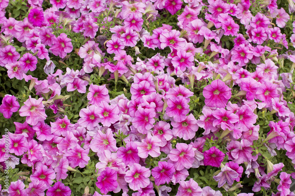 Pink flowers background