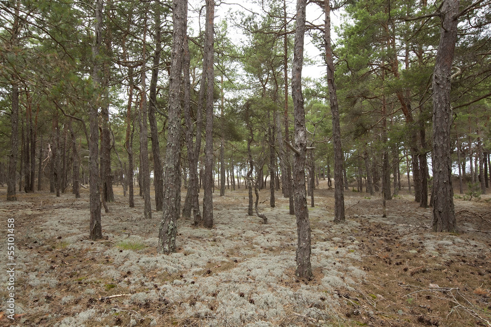 Pine forest in byrums sandvik