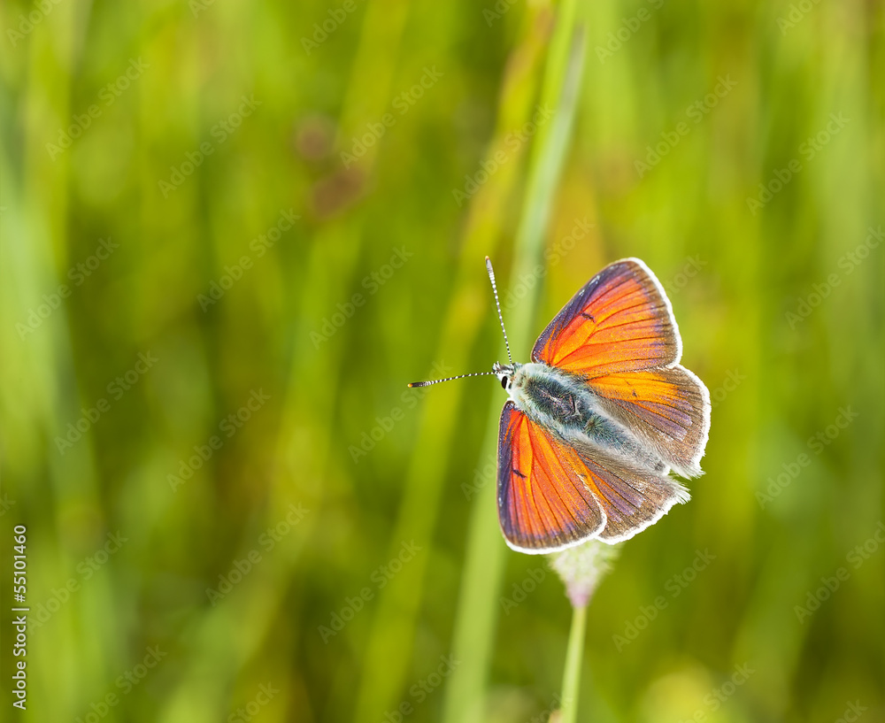 Obraz premium Purple-edged Copper, Lycaena hippothoe