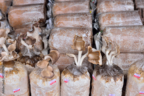 Close up of organic mushroom bag ready for cultivation