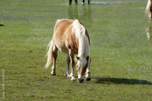 Horse in Castelluccio di Norcia plateau