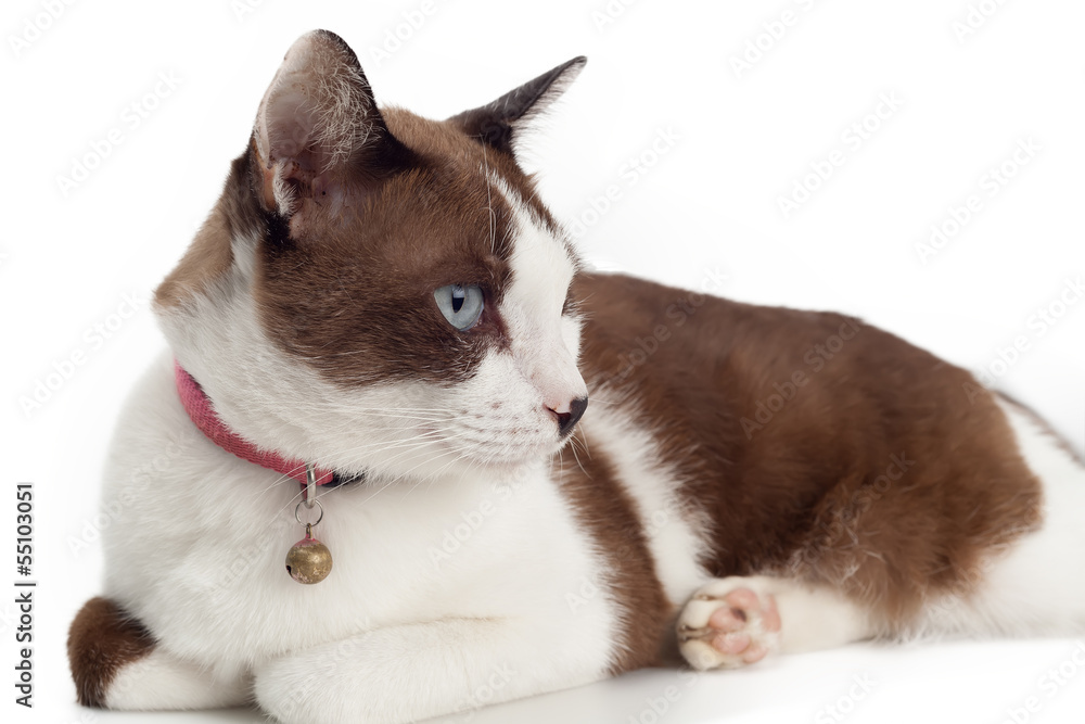 Cute brown cat lying on white background