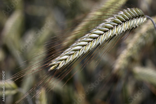 Triticale photo