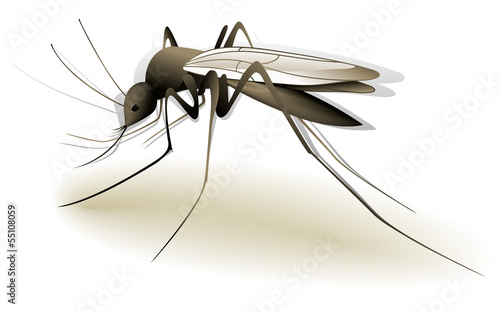 Mosquito
