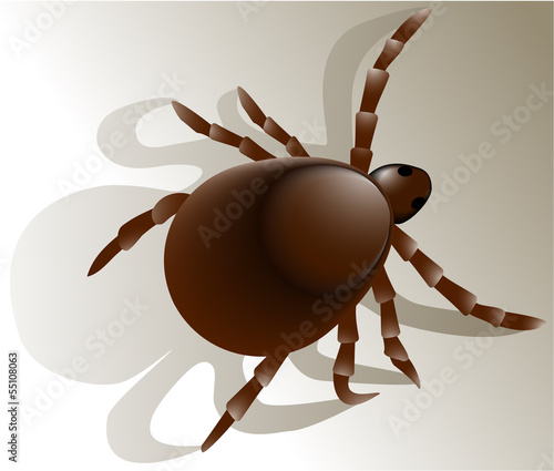 Tick insect