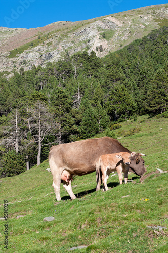 calf with its mother grazing on the mountain