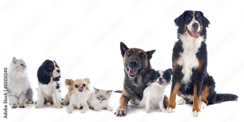 dogs and cats dogs and cats