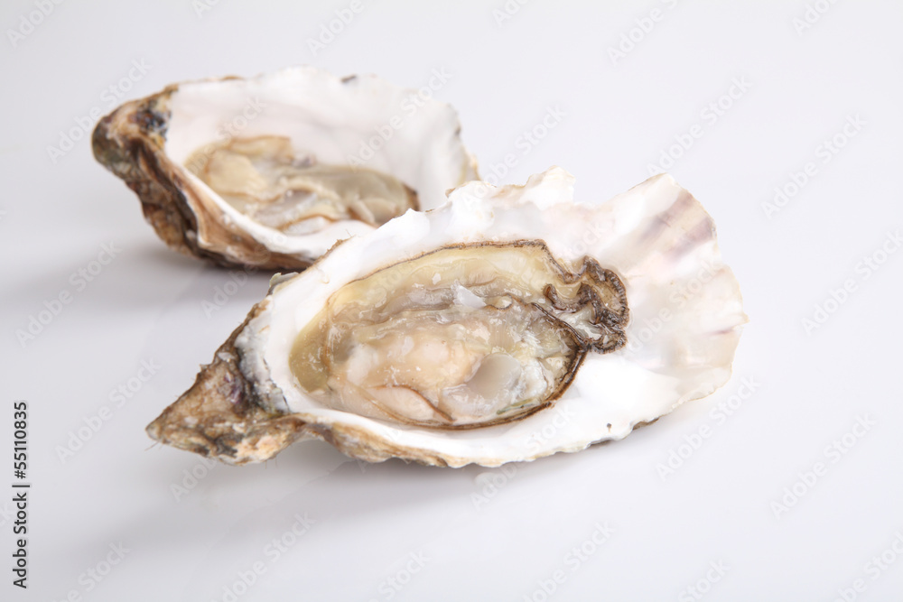 oyster isolated in white background oyster isolated in white background