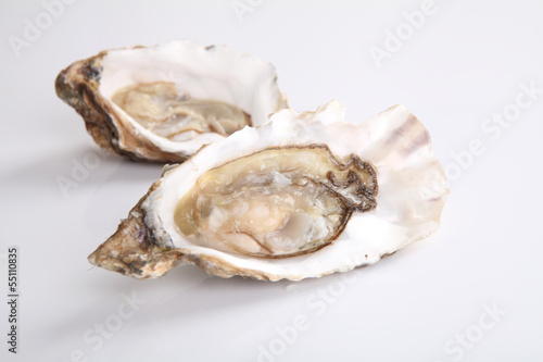 oyster isolated in white background