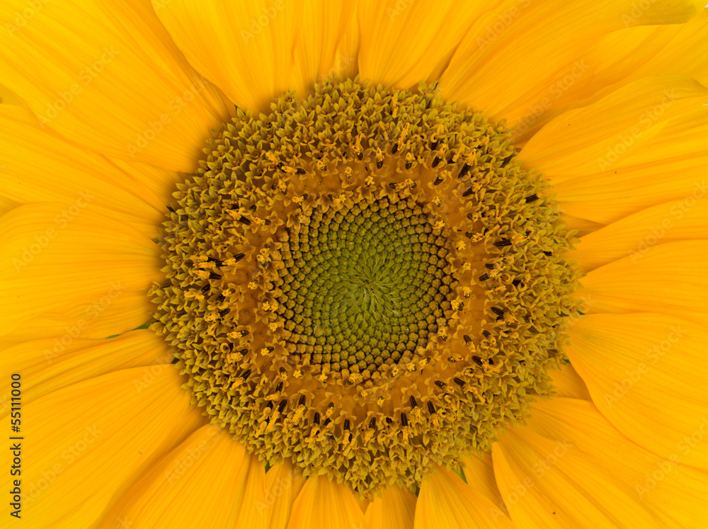 sunflower close up sunflower close up