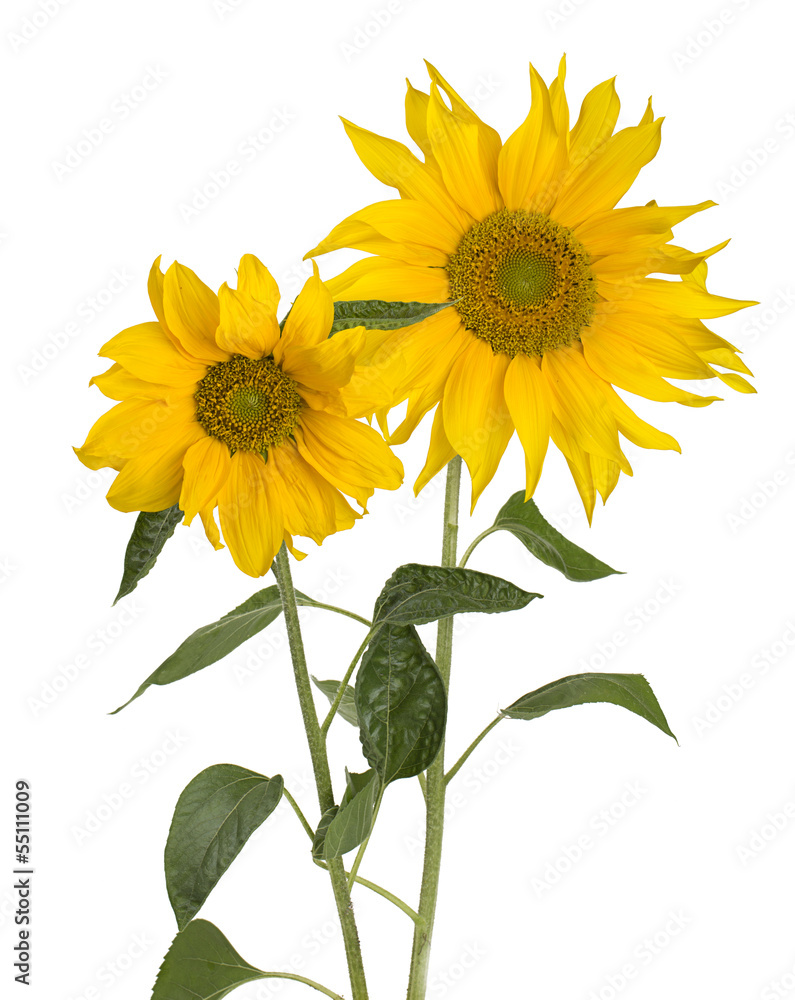 Fototapeta premium sunflower isolated on white