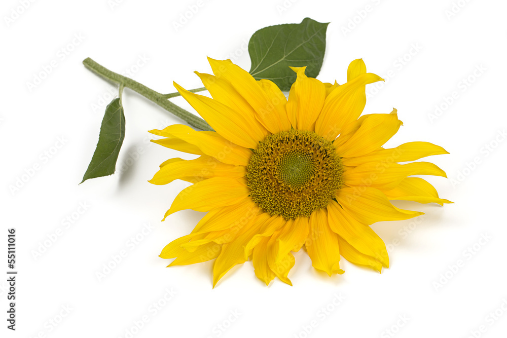 Fototapeta premium sunflower isolated on white