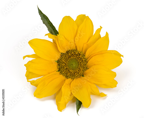 Fototapeta Naklejka Na Ścianę i Meble -  sunflower isolated on white