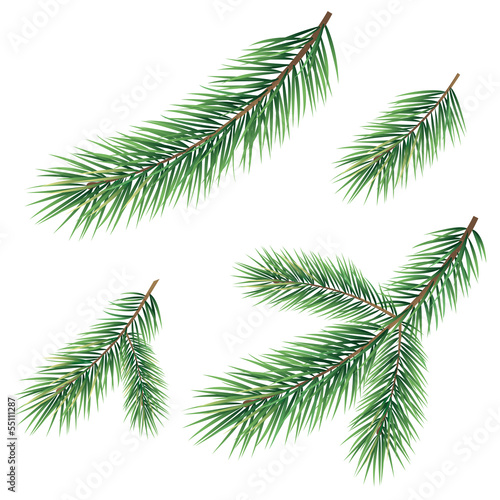 Branches of a Christmas tree