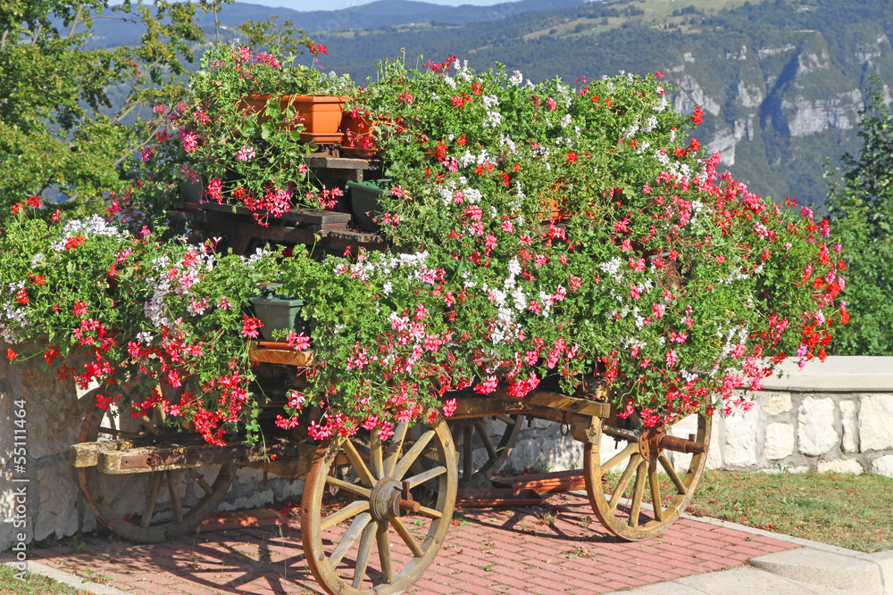 beautiful mountain flower cart with many Geraniums and other flo