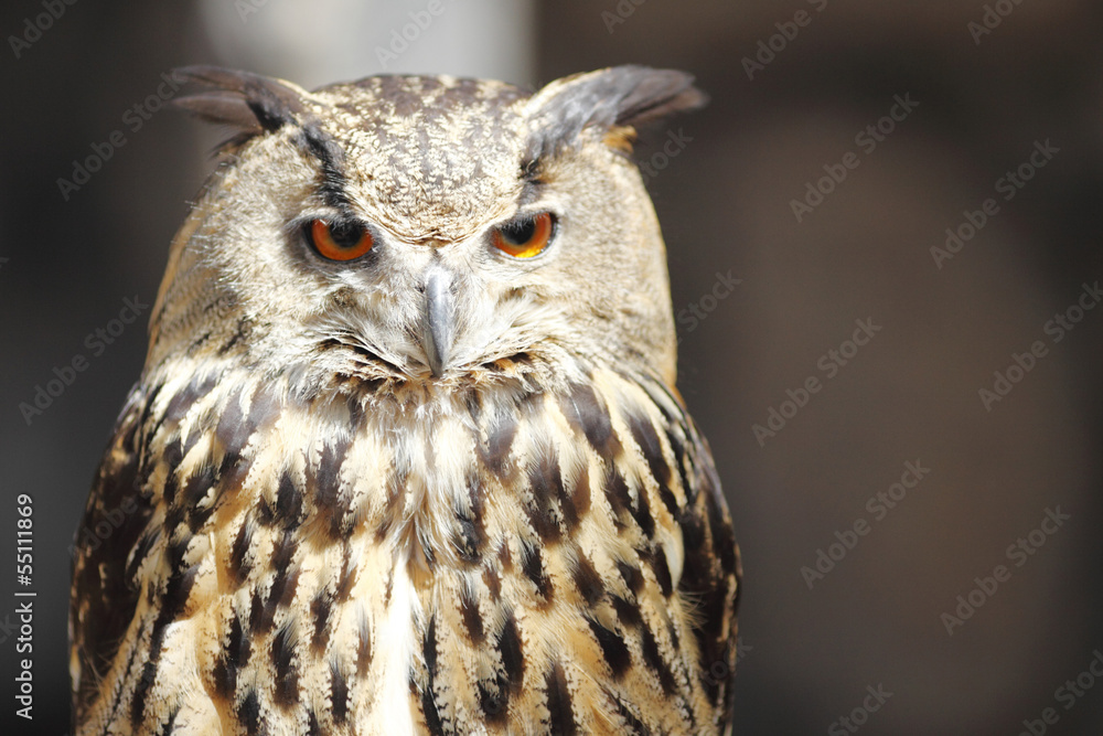 Obraz premium Long-eared owl