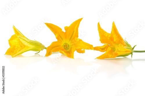 Fotografi Fleurs de cougette