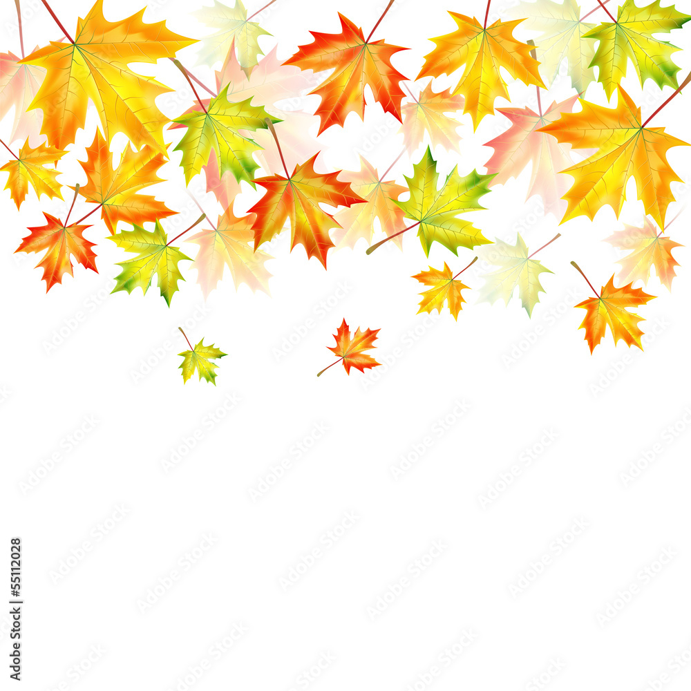 autumn maple leaves on a white background.autumn background.vect autumn maple leaves on a white background.autumn background.vect