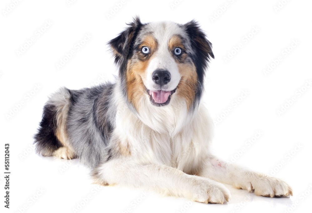 australian shepherd australian shepherd