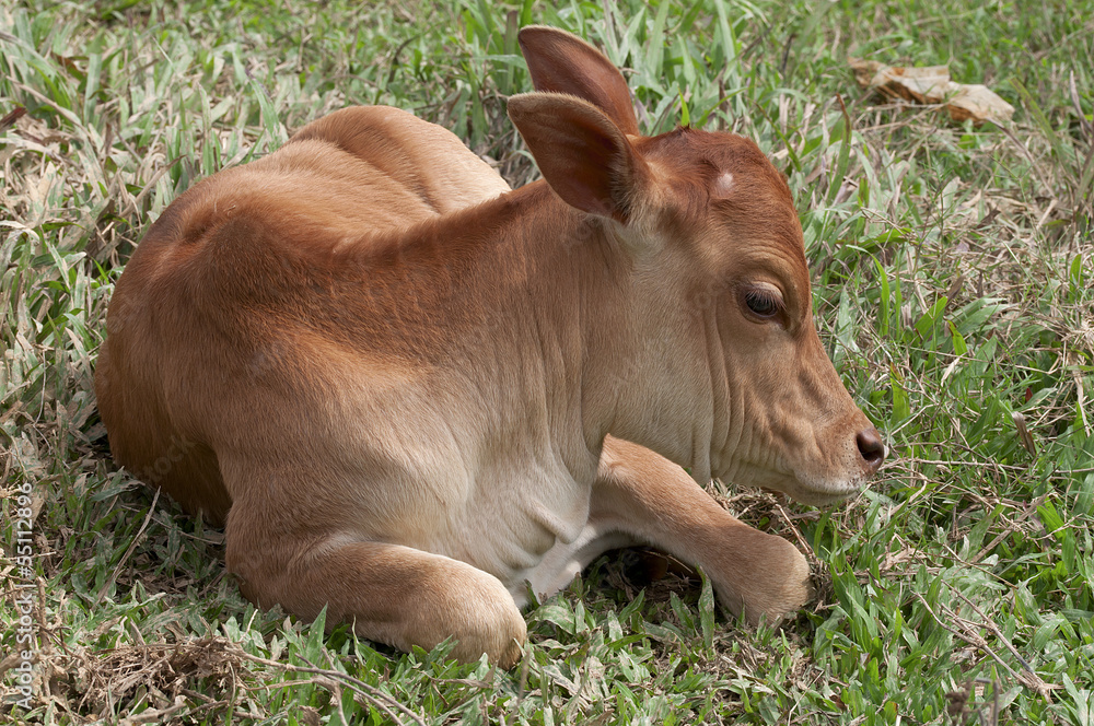 Small cute calf laying on the green meadow