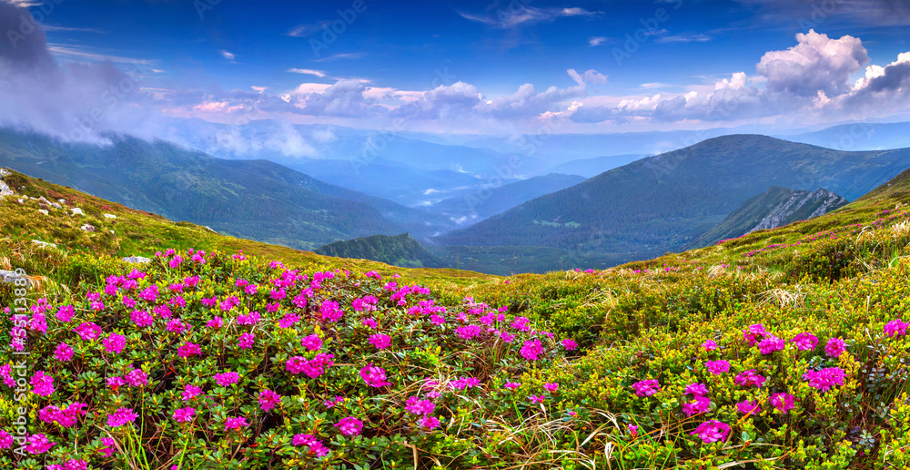 Obraz premium Magic pink rhododendron flowers on summer mountain