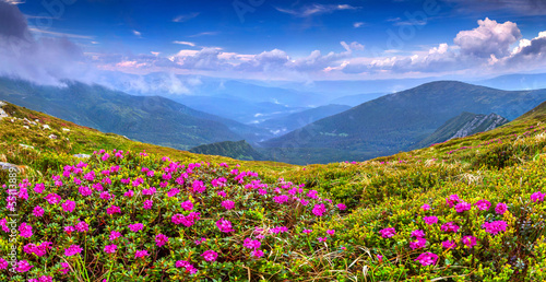 Magic pink rhododendron flowers on summer mountain