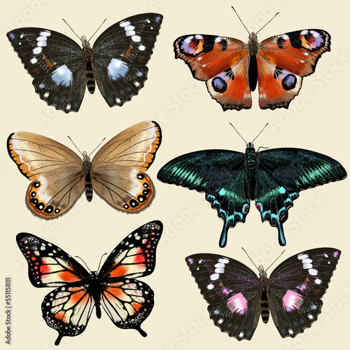 Set of vector colorful realistic butterflies for design