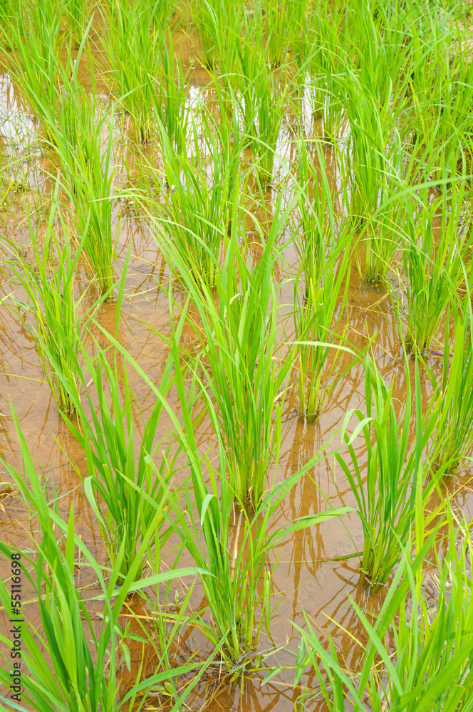 Fototapeta premium rice field in thailand
