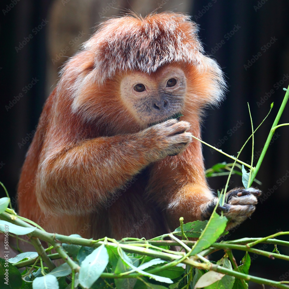 Obraz premium The Javan lutung or Javan langur (Trachypithecus auratus).