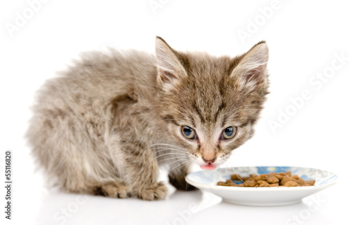 kitten eating cat food. isolated on white background