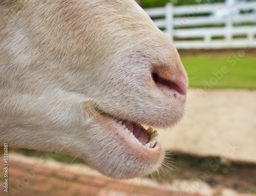 close up of a teeth sheep