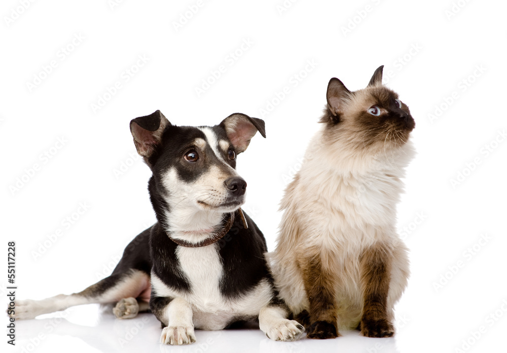 cat and puppy sitting in front. looking away. isolated on white