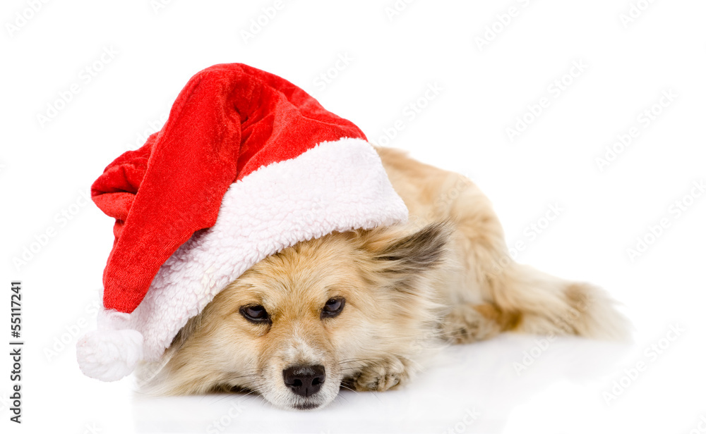 sad dog in red christmas Santa hat, isolated on white background sad dog in red christmas Santa hat, isolated on white background