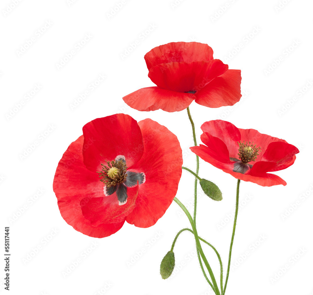 Fototapeta premium MAK