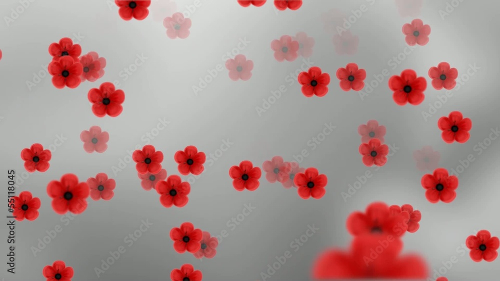 Poppy Flower Animation Background Loop Poppy Flower Animation Background Loop