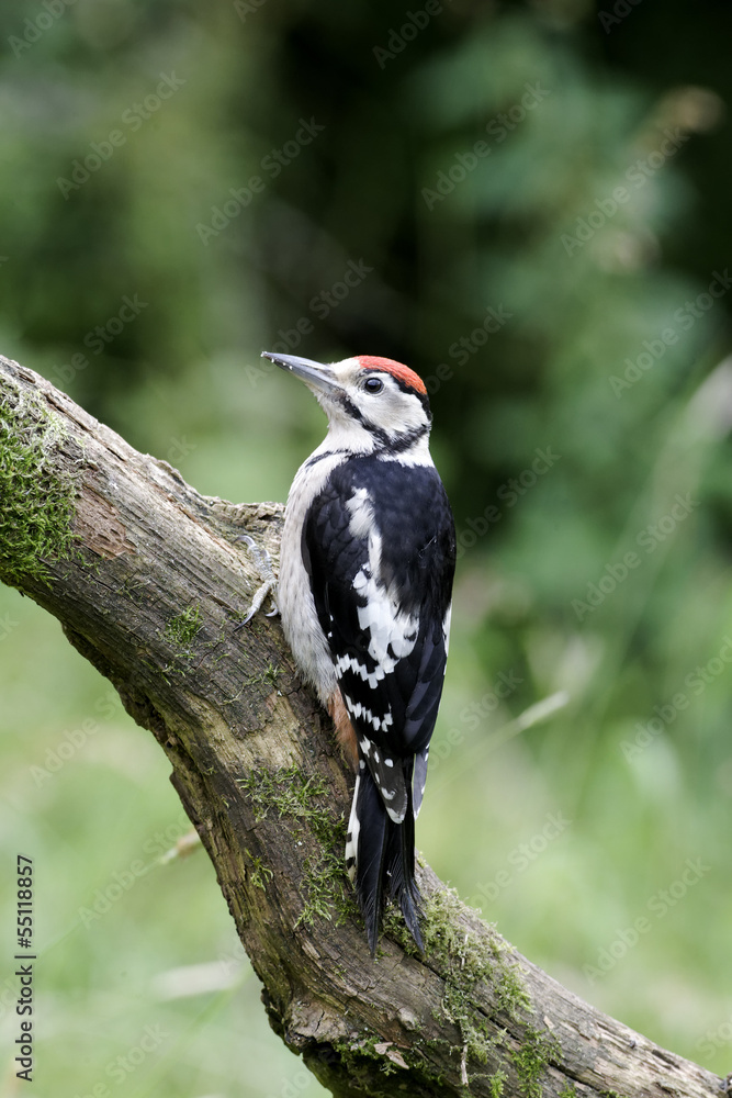 Fototapeta premium Great-spotted woodpecker, Dendrocopos major juvenile 