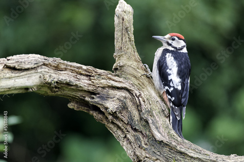 Great-spotted woodpecker, Dendrocopos major juvenile 