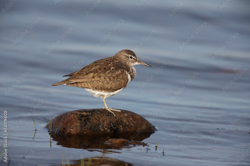Common sandpiper, Tringa hypoleucos, Common sandpiper, Tringa hypoleucos,