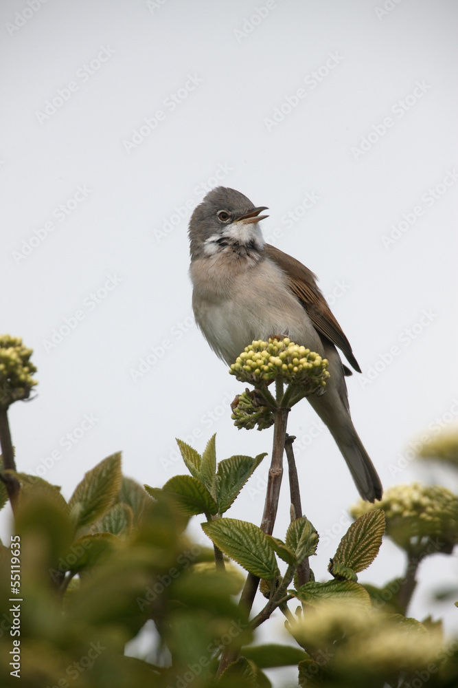 Obraz premium Common whitethroat, Sylvia communis