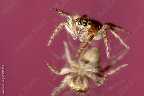 jumping spider © anake