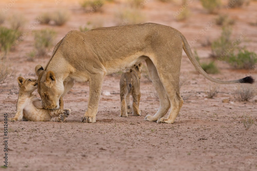 Lioness and cubs play in the Kalahari on sand Lioness and cubs play in the Kalahari on sand