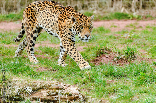 Jaguar Stalking Prey